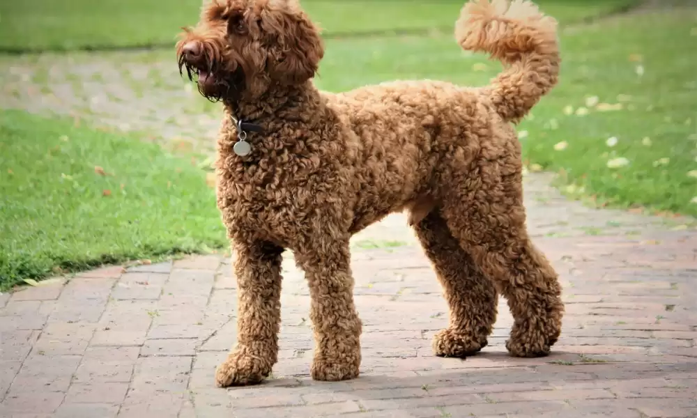 Goldendoodle Köpek Özellikleri ve Bakımı