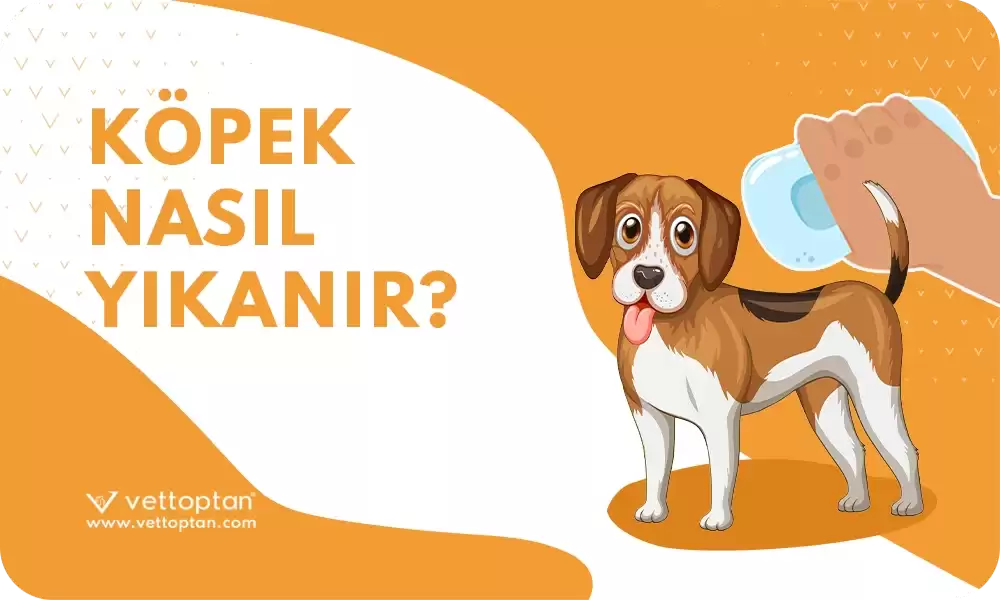 Köpekler Nasıl Yıkanır?