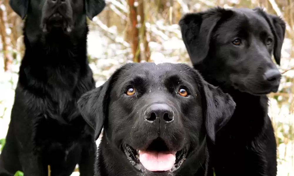 Labrador Retriever Köpek Irkı