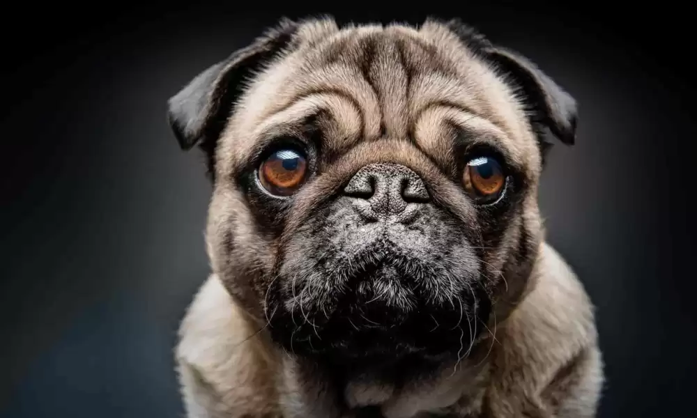 Pug Köpek Irkı