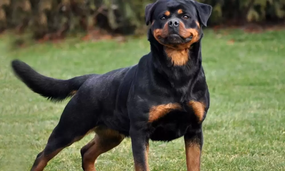 Rottweiler Köpek Irkı