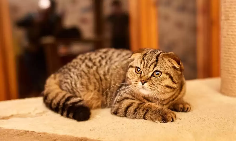 Scottish Fold Kedi Özellikleri ve Bakımı