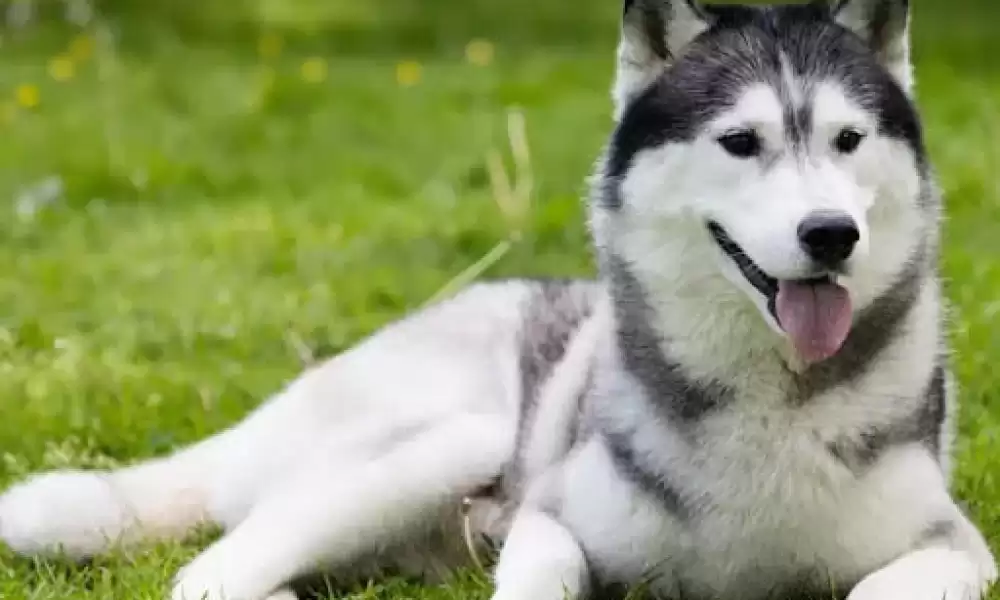 Sibirya Kurdu Köpek Irkı