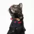 PetSuit Yara Koruyucu Korse (XS) X Small