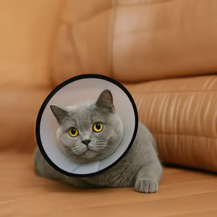 Bustark Yakalık Dikişli - 10cm