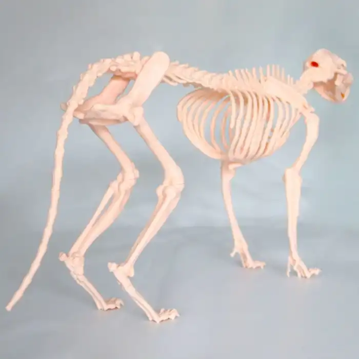 Kedi İskelet Modeli 50cm