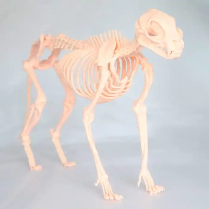 Kedi İskelet Modeli 50cm