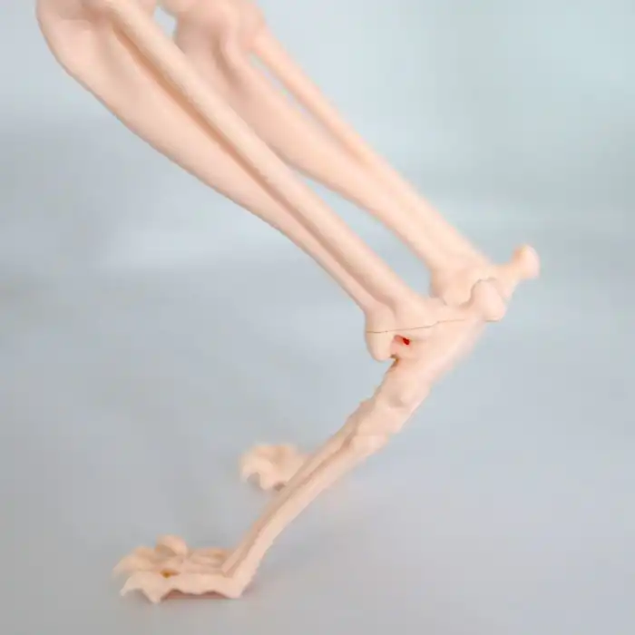 Kedi İskelet Modeli 50cm