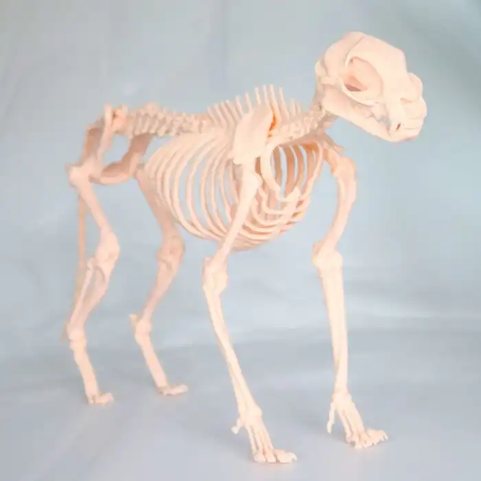 Kedi İskelet Modeli 50cm