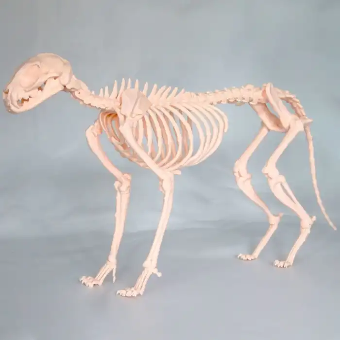 Kedi İskelet Modeli 50cm