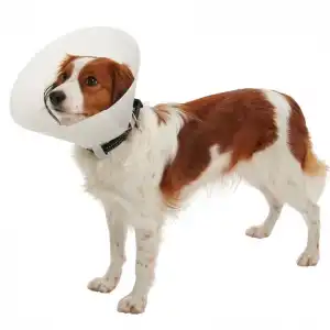 Tales Click Collar Yakalık Şeffaf 40cm