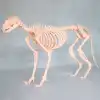 Kedi İskelet Modeli 50cm