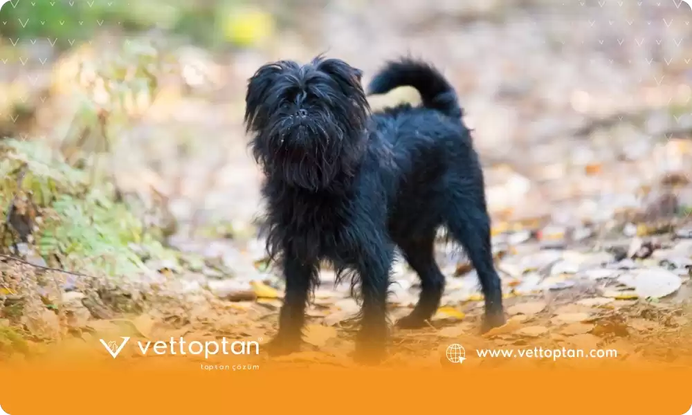 Affenpinscher Köpek Irkı Özellikleri ve Bakımı