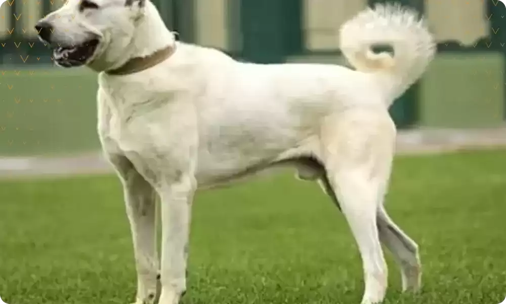 Akbaş Çoban Köpeği Özellikleri, Kişiliği ve Bakımı