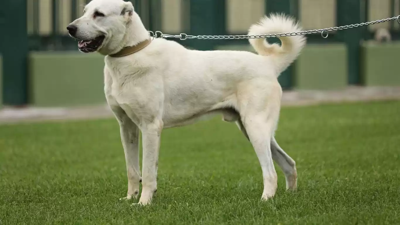 Akbaş Köpek Irkı Özellikler ve Bakımı