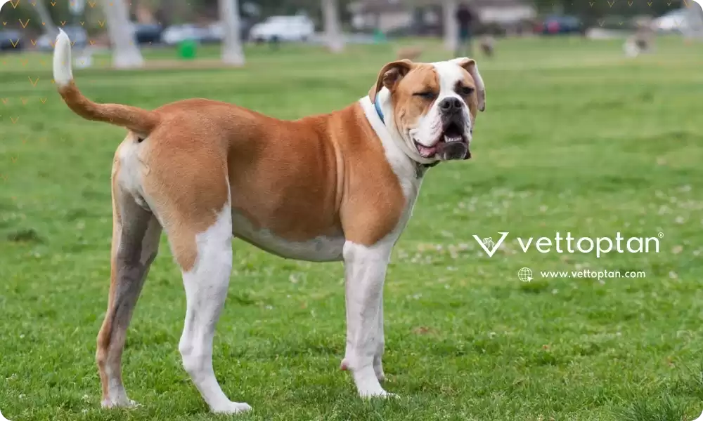 Amerikan Bulldog (American Bulldog) Bakımı, Özellikleri, Karakteri, Tarihçesi, Beslenmesi ve Eğitimi