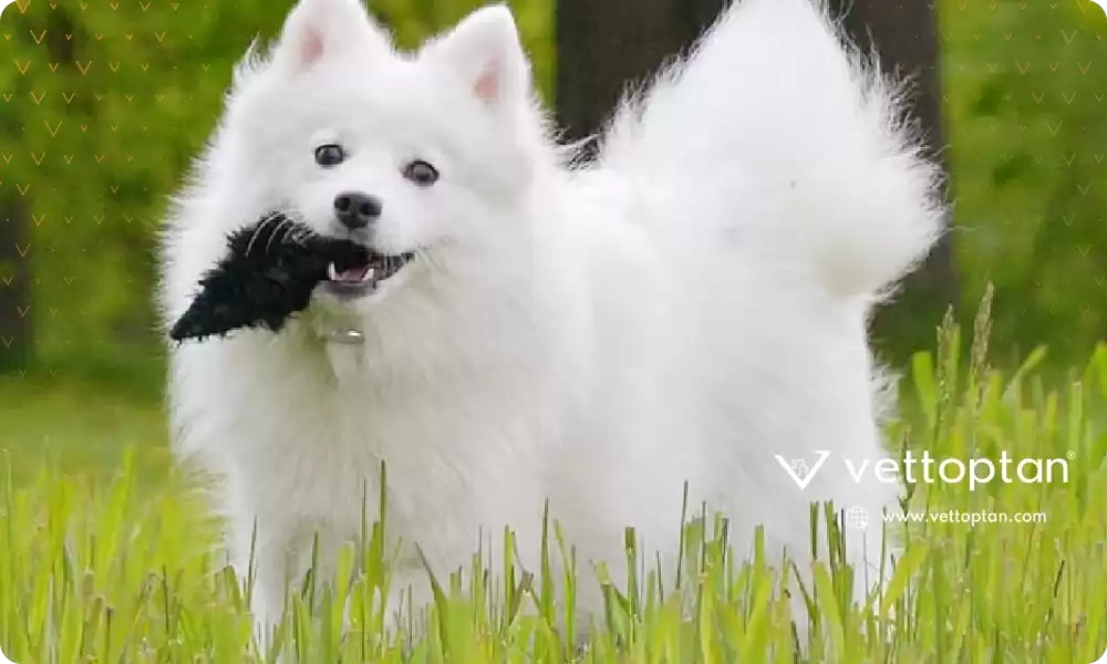 Amerikan Eskimo Köpeği (American Eskimo Dog) Bakımı, Özellikleri, Karakteri, Tarihçesi, Beslenmesi ve Eğitimi