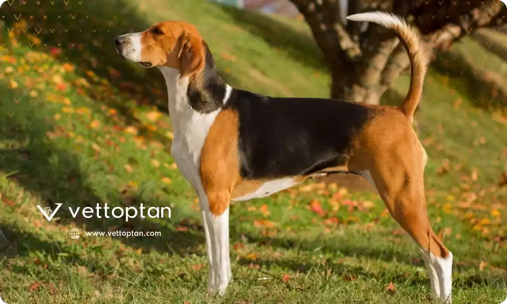 Amerikan Tilki Tazısı (American Foxhound) Bakımı, Özellikleri, Karakteri, Tarihçesi, Beslenmesi ve Eğitimi