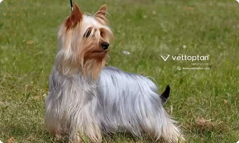 Australian Silky Terrier Özellikleri ve Bakımı