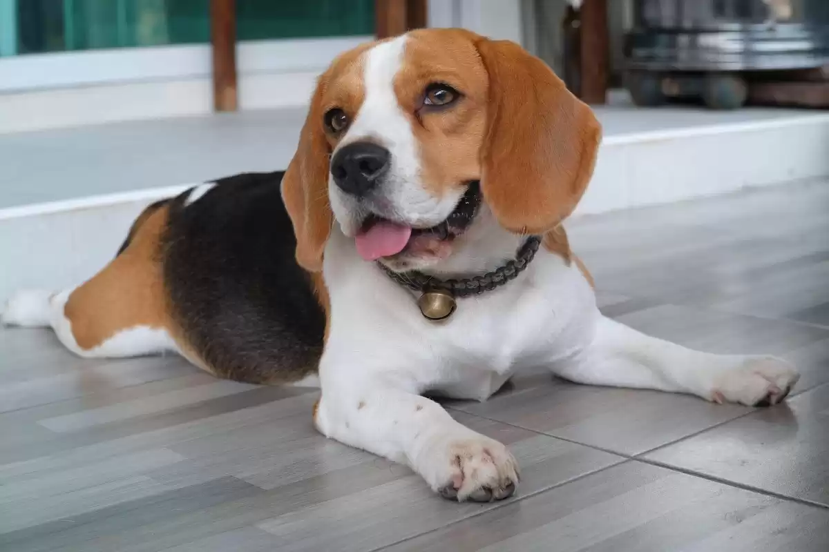 Beagle Köpek Irkı