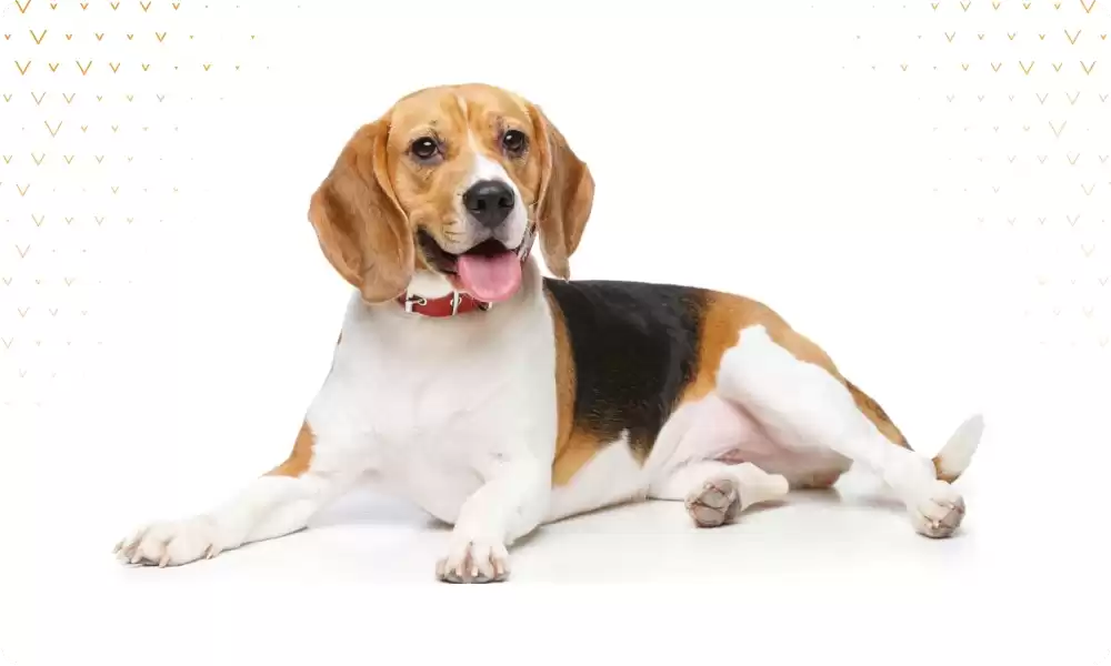 Beagle Köpek Irkı Özellikleri ve Bakımı