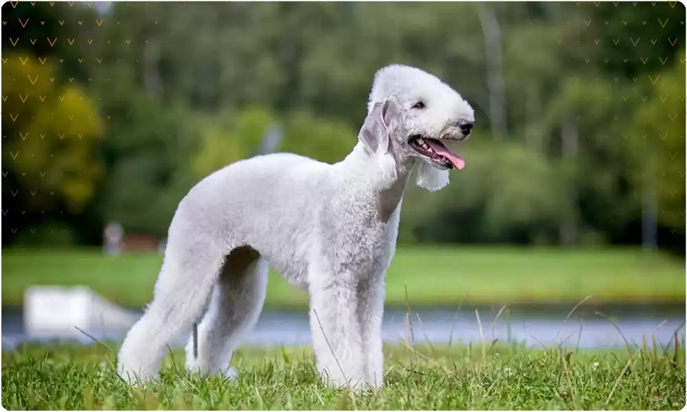 Bedlington Terrier Köpek Irkı Özellikleri ve Bakım