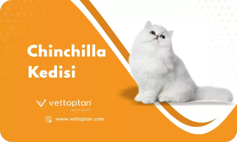 Chinchilla Kedi Bakım ve Özellikleri