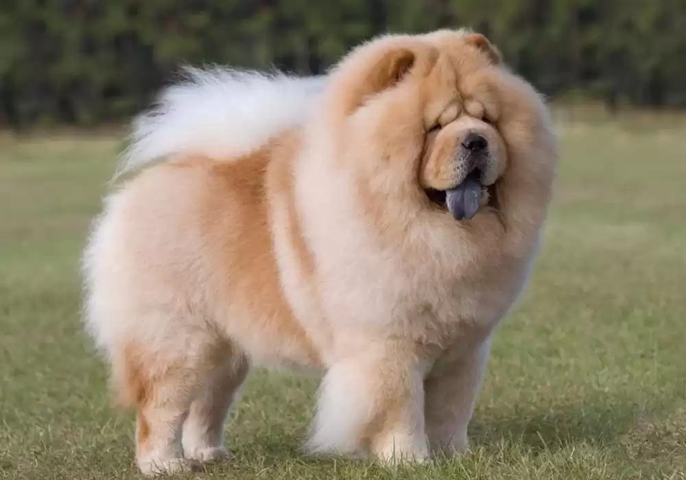 Çin Aslanı (Chow Chow) Köpek Irkı 