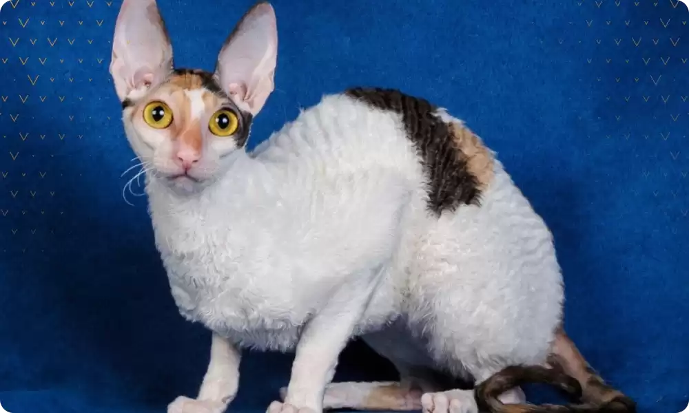 Cornish Rex Kedisi Özellikleri ve Bakımı