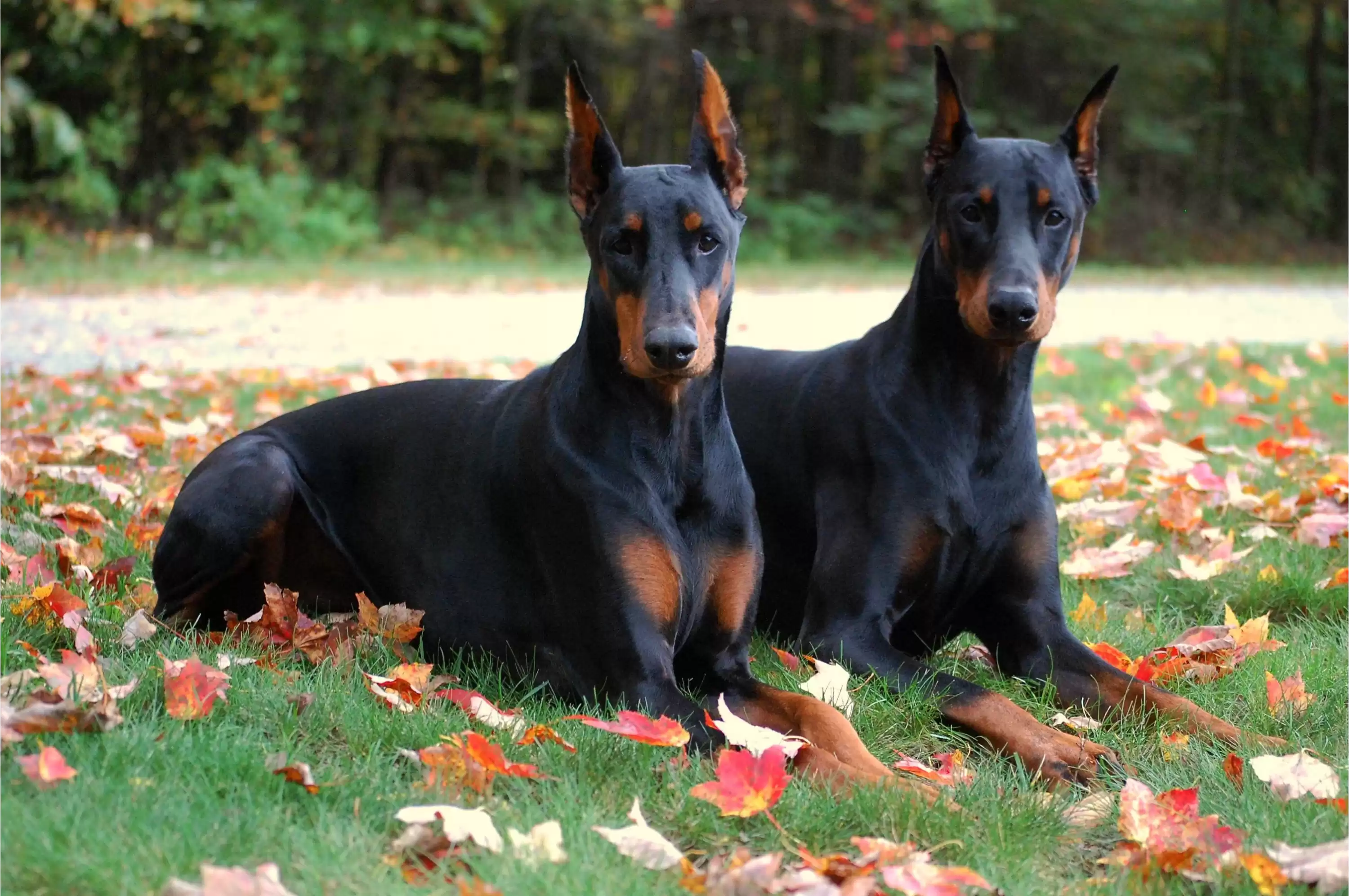 Doberman Köpek Irkı Bakım ve Özelliği