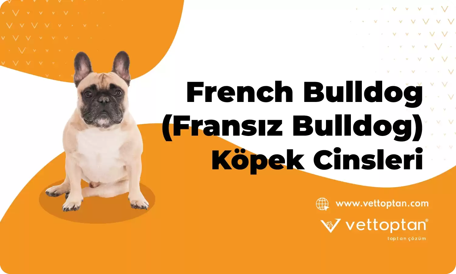 French Bulldog (Fransız Bulldog) Hakkında Her Şey