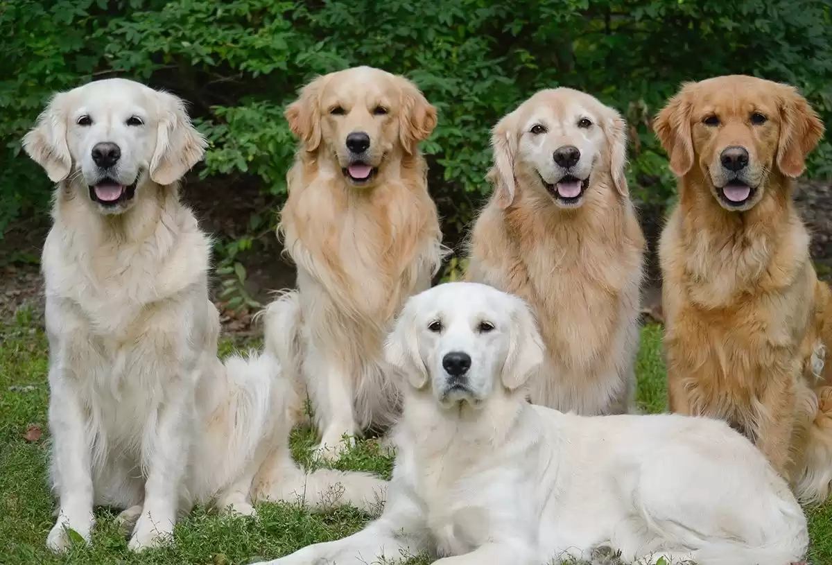 Golden Köpek Irkı