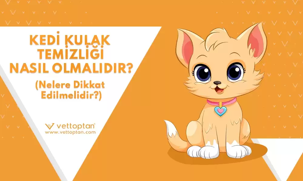 Kedi Kulak Temizliği Nasıl Olmalıdır, Nelere Dikkat Edilmelidir?