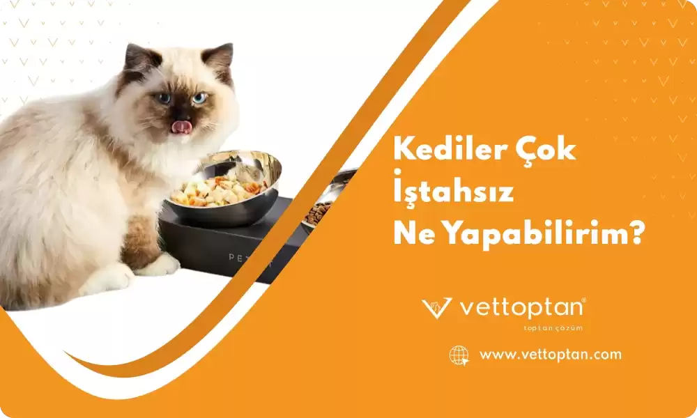 Kediler Çok İştahsız Ne Yapabilirim?