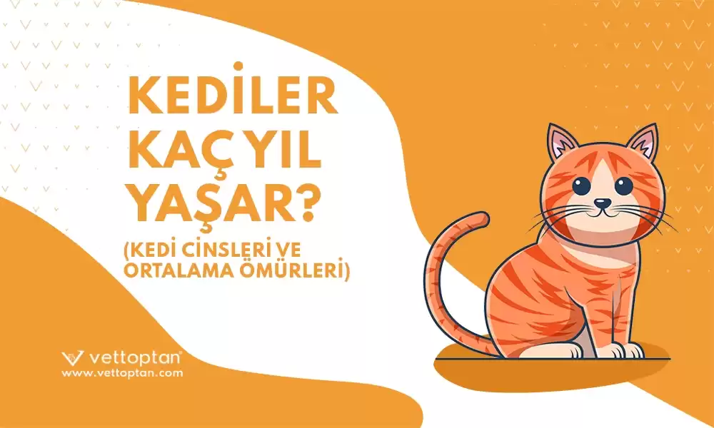 Kediler Kaç Yıl Yaşar? Kedi Cinsleri ve Ortalama Ömürleri