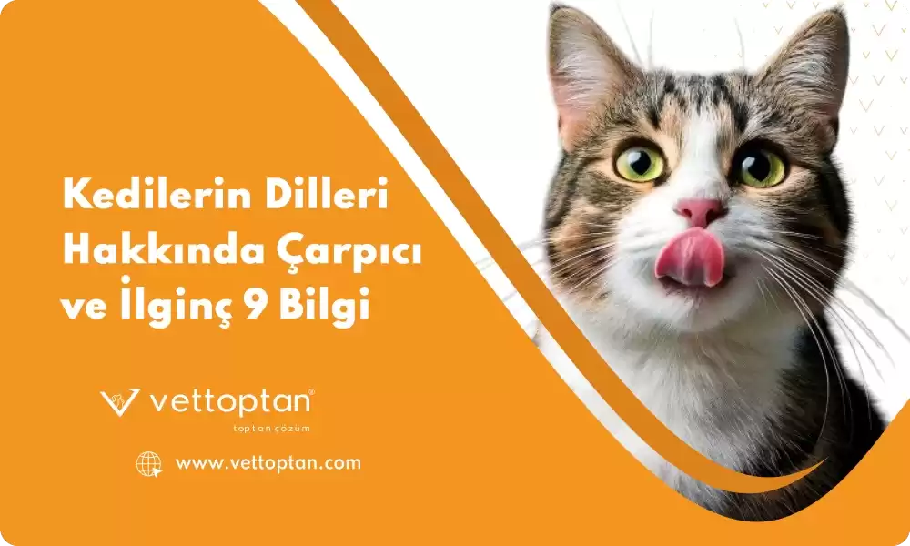 Kedilerin Dilleri Hakkında Çarpıcı ve İlginç 9 Bilgi