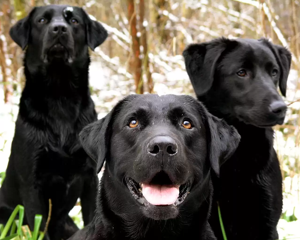 Labrador Retriever Köpek Irkı