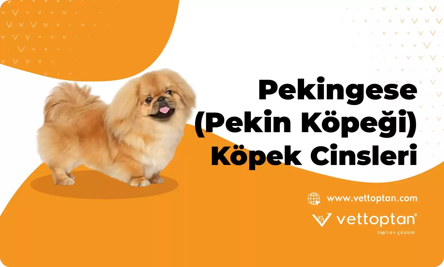 Pekingese (Pekin Köpeği) Hakkında Her Şey