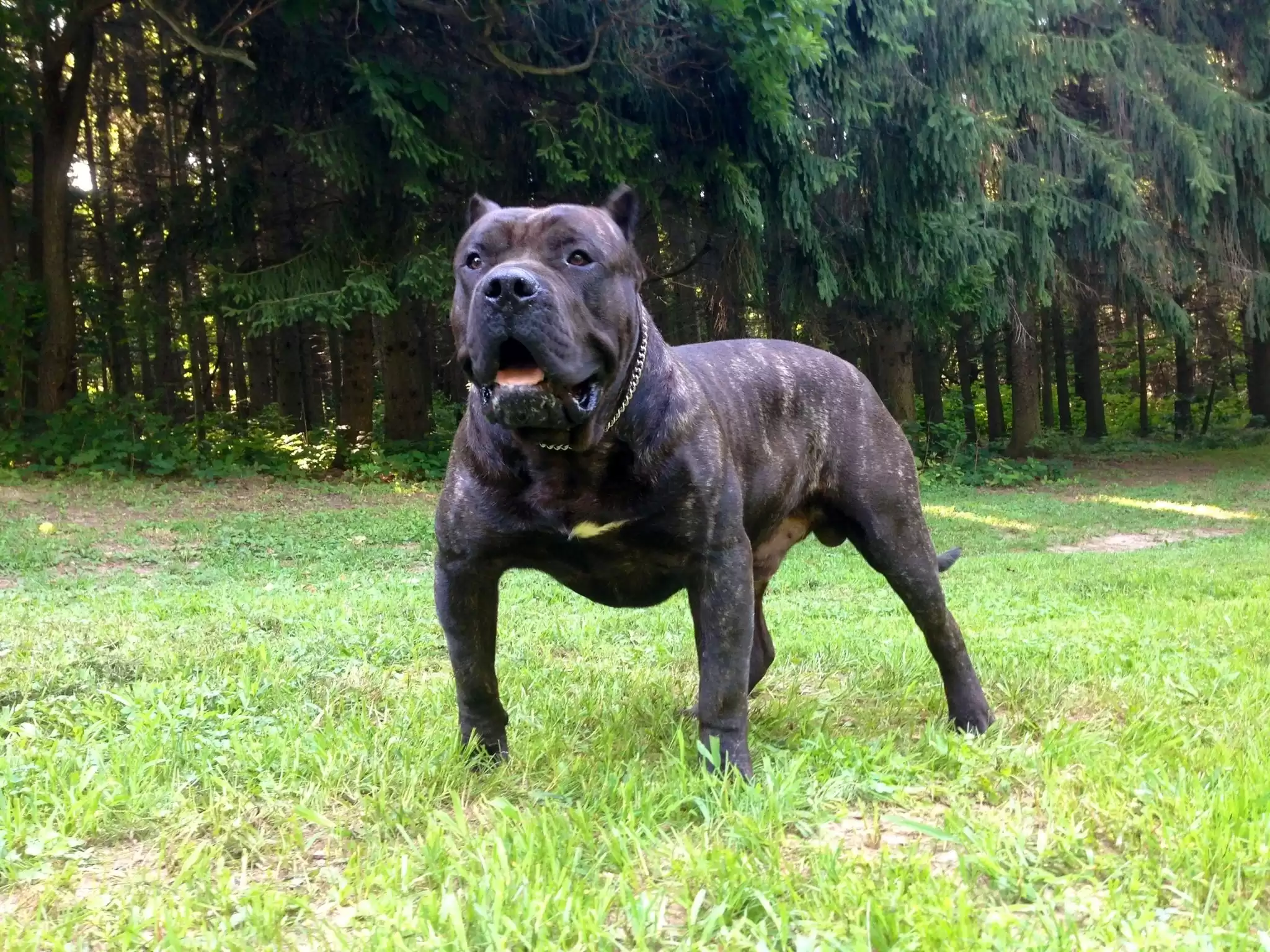 Presa Canario Özellikleri ve Bakımı