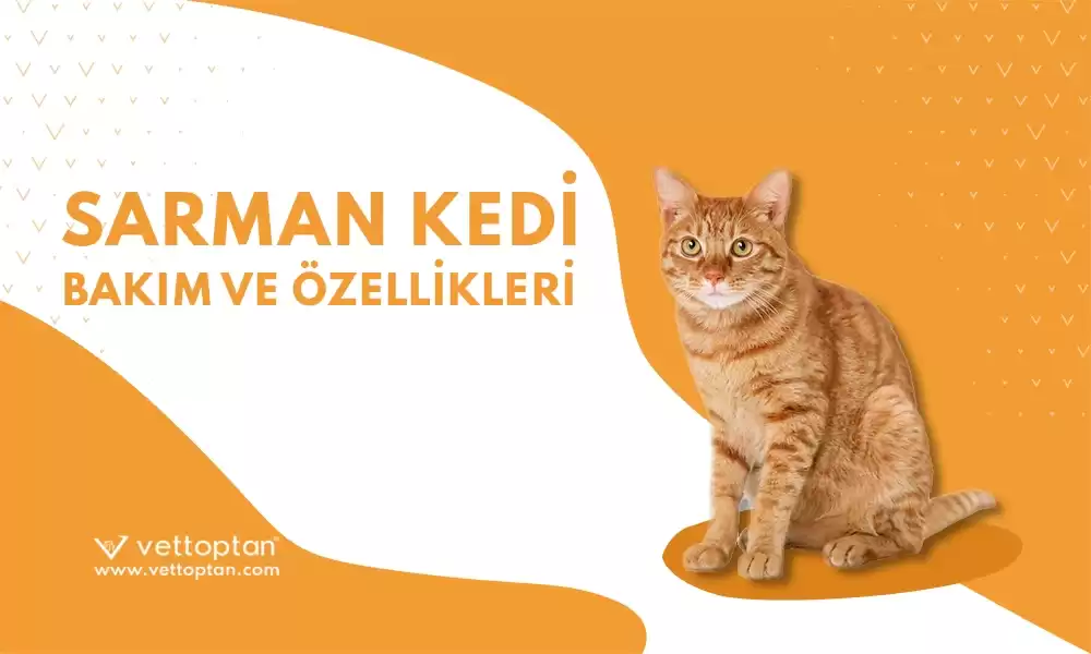 Sarman Kedi Bakım ve Özellikleri