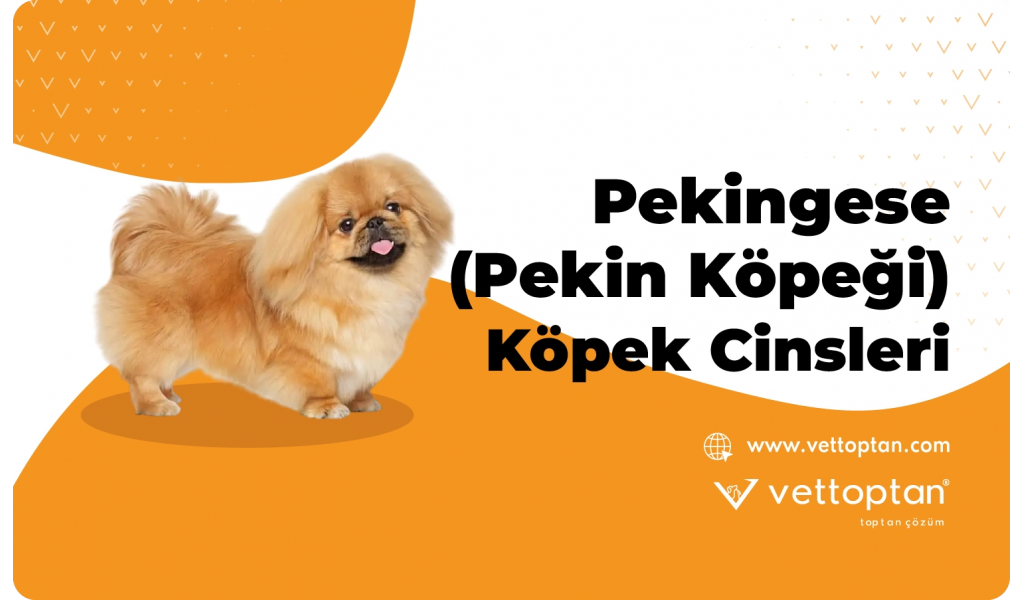 pekingese-pekin-kopegi-
