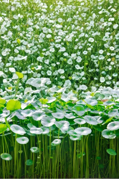 Natural Solution for Sensitive and Problematic Skin: REPAIRING CICA CENTELLA SERIES