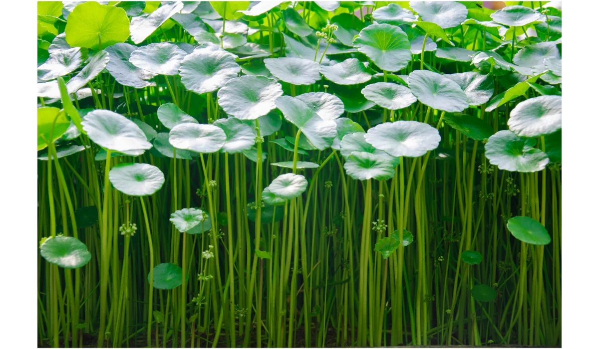 Solution naturelle pour les peaux sensibles et à problèmes : SÉRIE RÉPARATRICE CICA CENTELLA