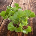 GINKGO BILOBA SIVI EKSTRAKT