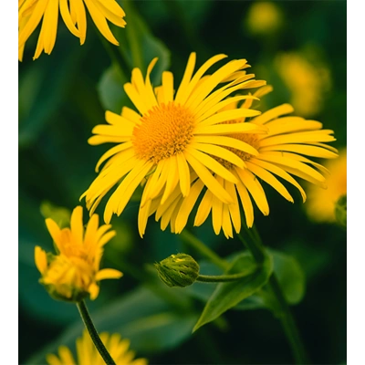 ARMNİKA TOZ EKSTRAKT