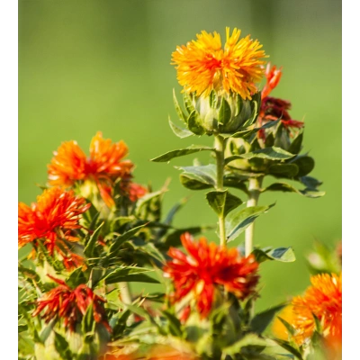 ASPİR TOHUMU TOZ EKSTRAKT