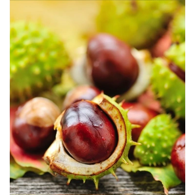 AT KESTANESİ TOZ EKSTRAKT