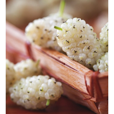 BEYAZ DUT TOZ EKSTRAKT