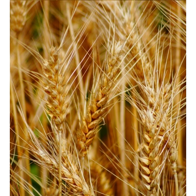 BUĞDAY TOZ EKSTRAKT