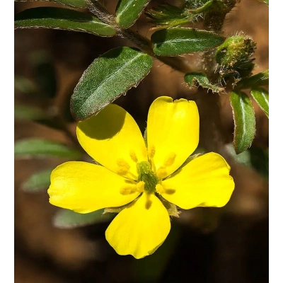 ÇOBAN ÇÖKERTEN TOZ EKSTRAKT